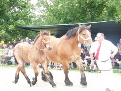 concours chevaux de trait Lalheue 2018